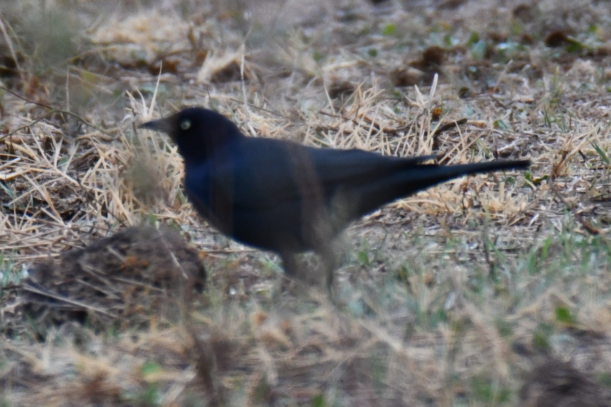 Трупіалець пурпуровий - ML645856222