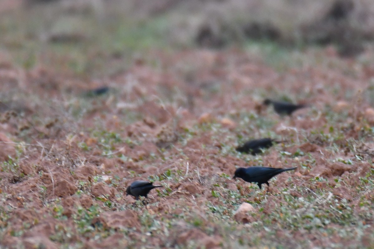 Трупіалець пурпуровий - ML645856224