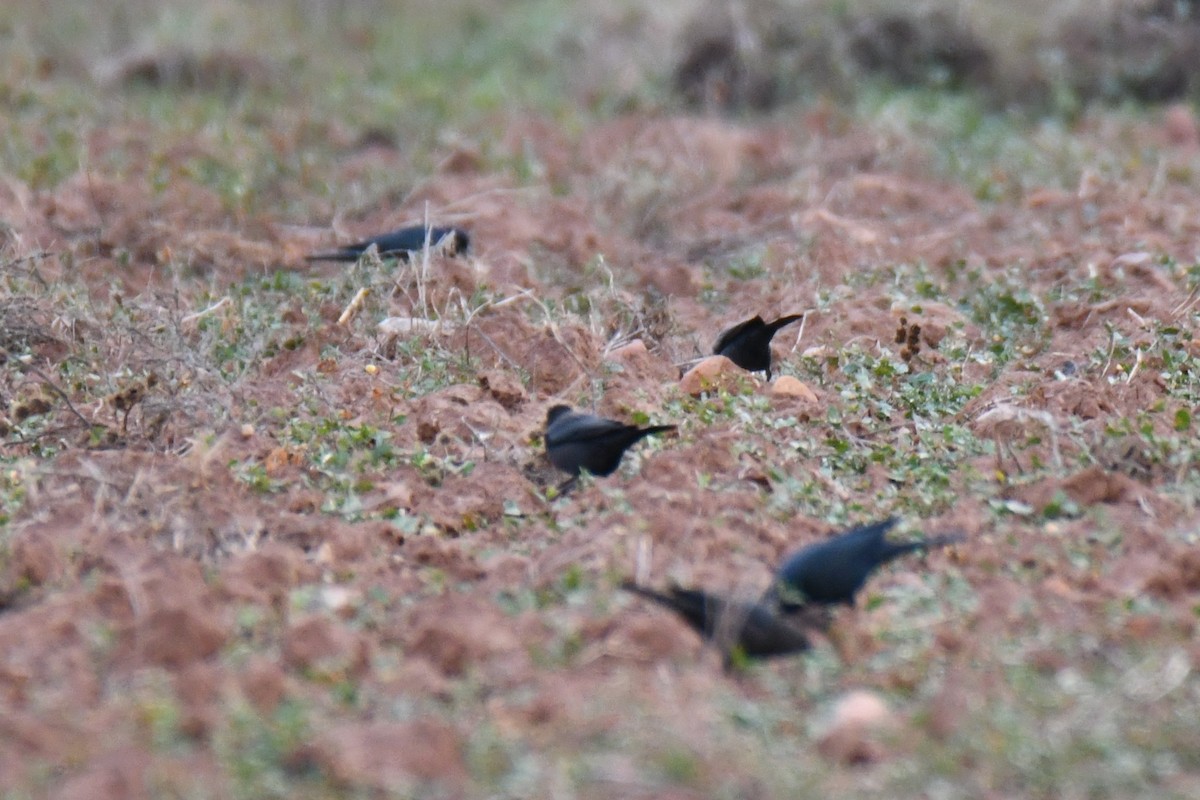 Трупіалець пурпуровий - ML645856225