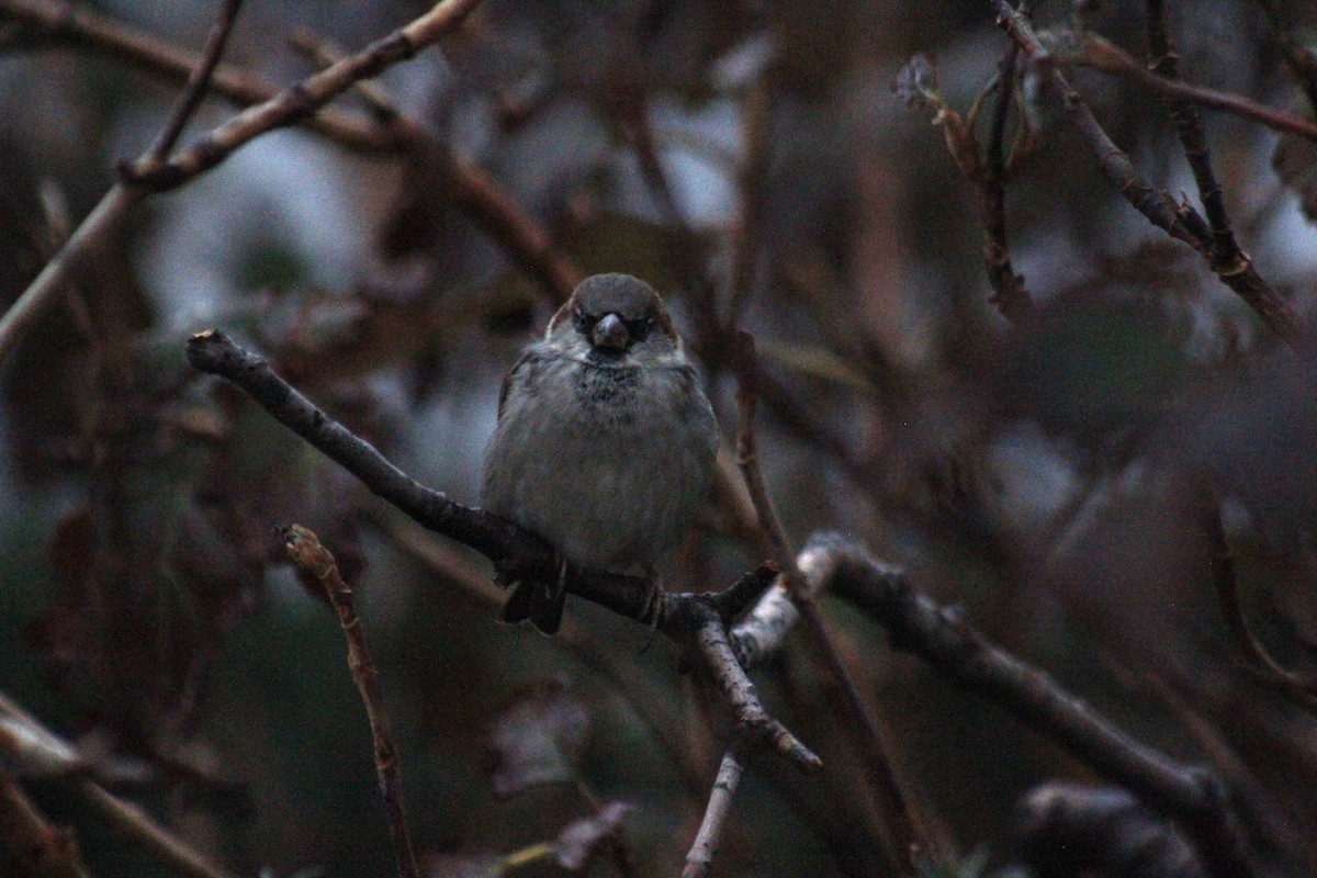 House Sparrow - ML645856227