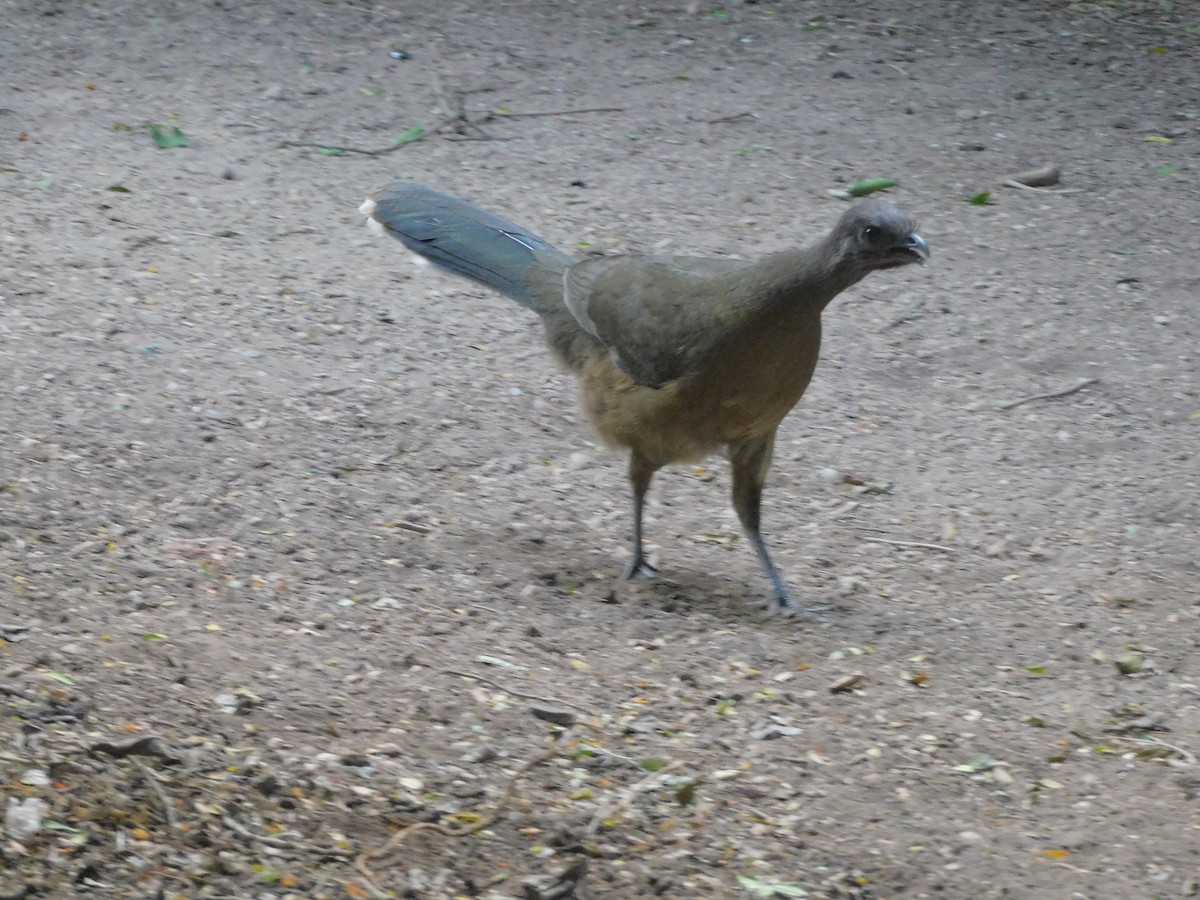 Plain Chachalaca - ML645856230