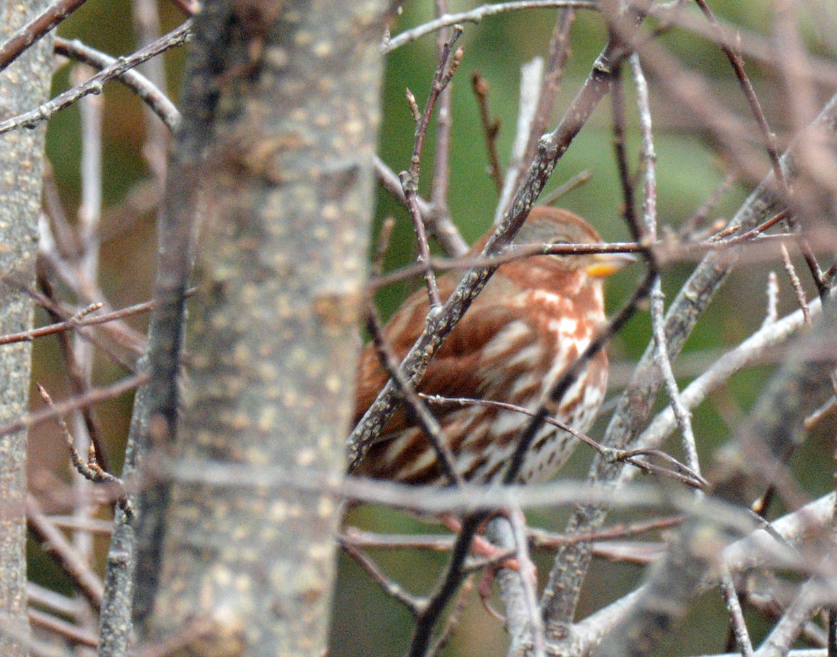 strnadec kaštanový (ssp. iliaca/zaboria) - ML645856231