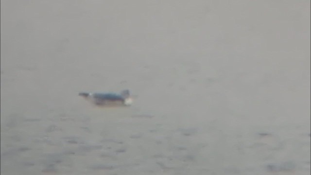 Black-legged Kittiwake - ML645856232