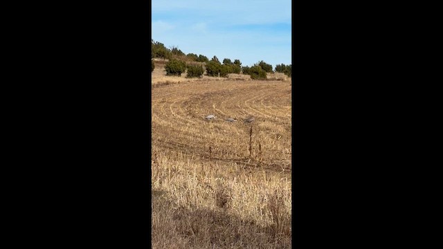 Common Crane - ML645856233