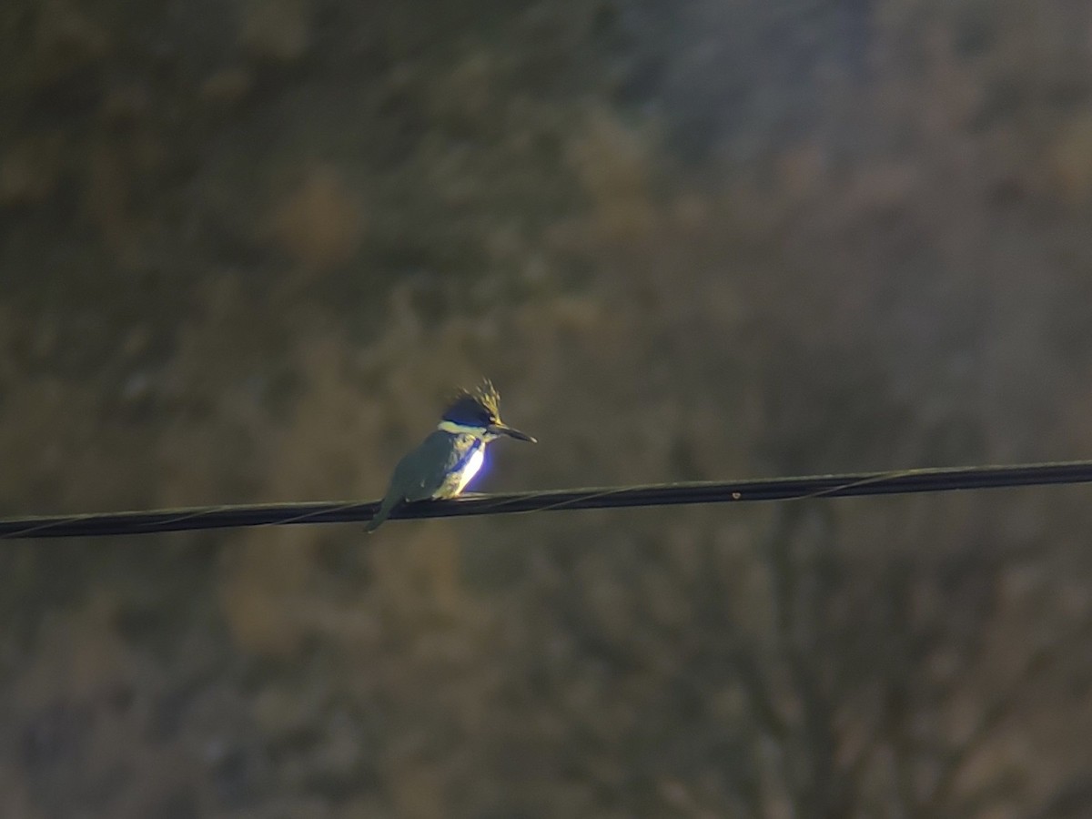 belteisfugl - ML645856234