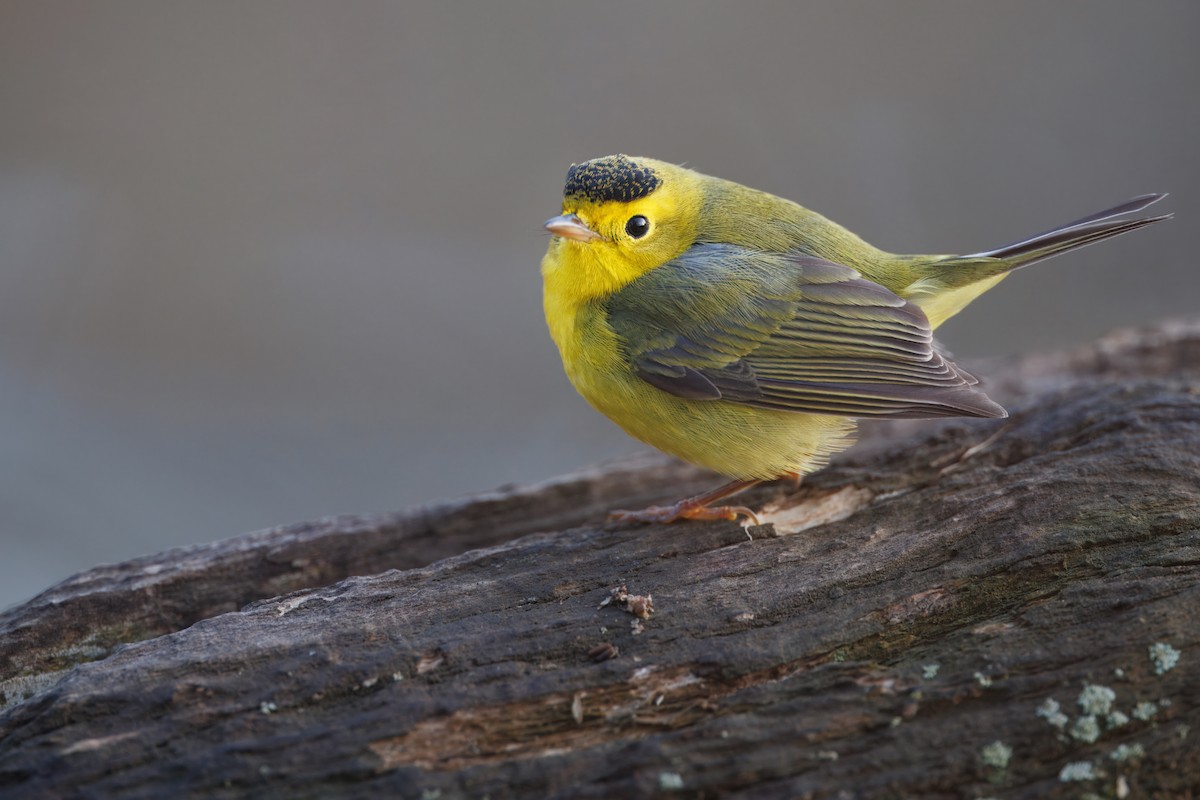 Wilson's Warbler - ML645856235