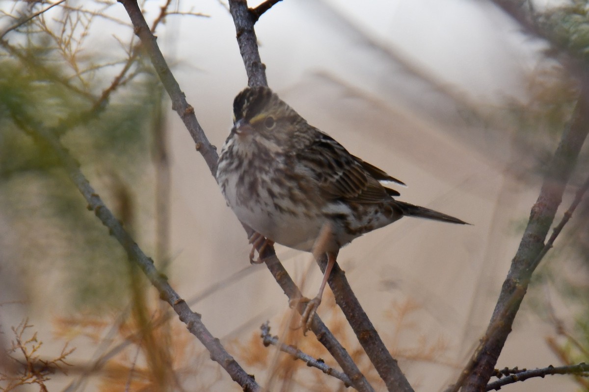 Savannah Sparrow - ML645856239