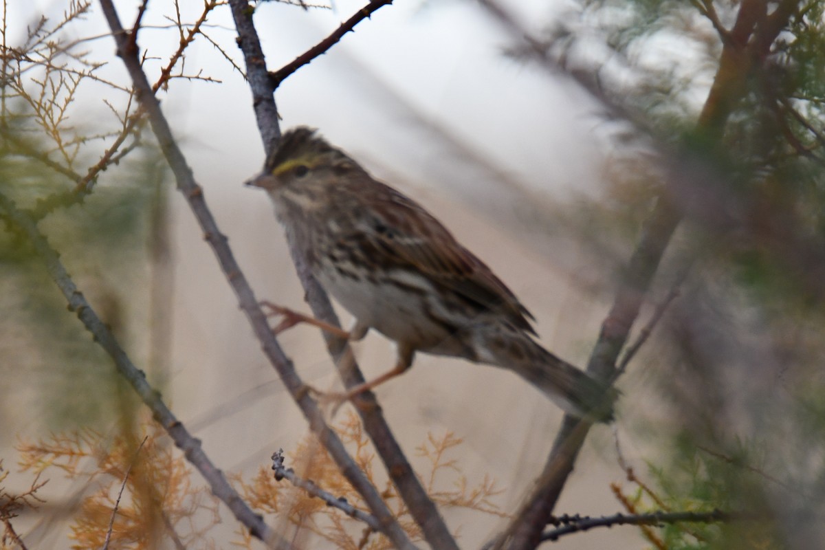 Savannah Sparrow - ML645856240