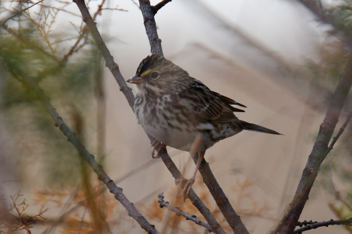 Savannah Sparrow - ML645856241