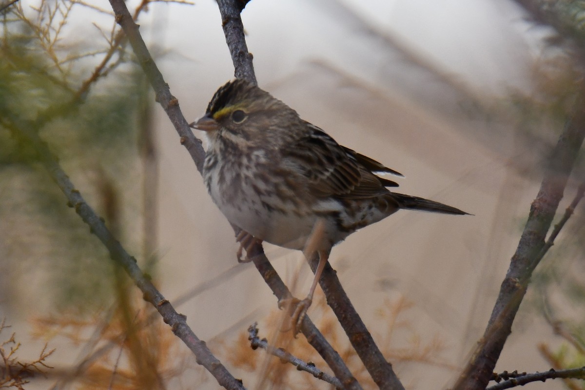 Savannah Sparrow - ML645856242