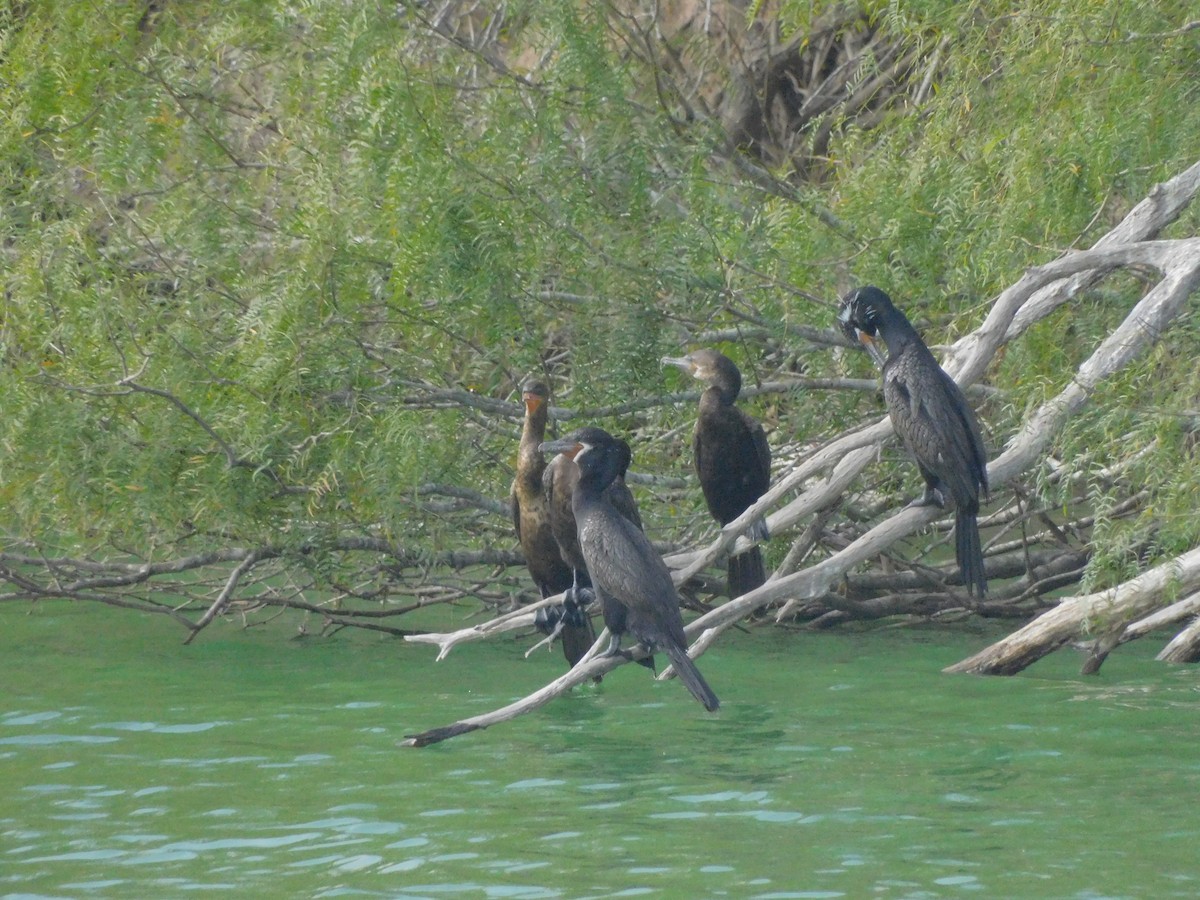 Neotropic Cormorant - ML645856245