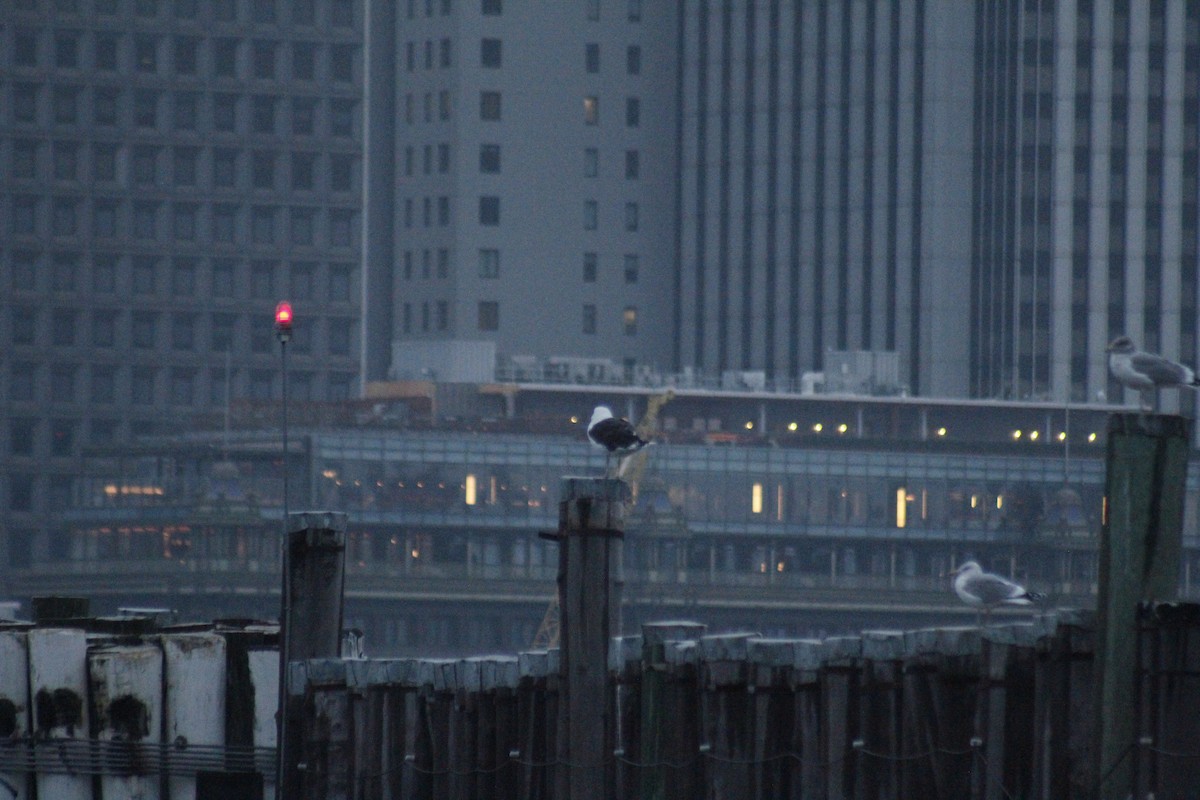 Great Black-backed Gull - ML645856247