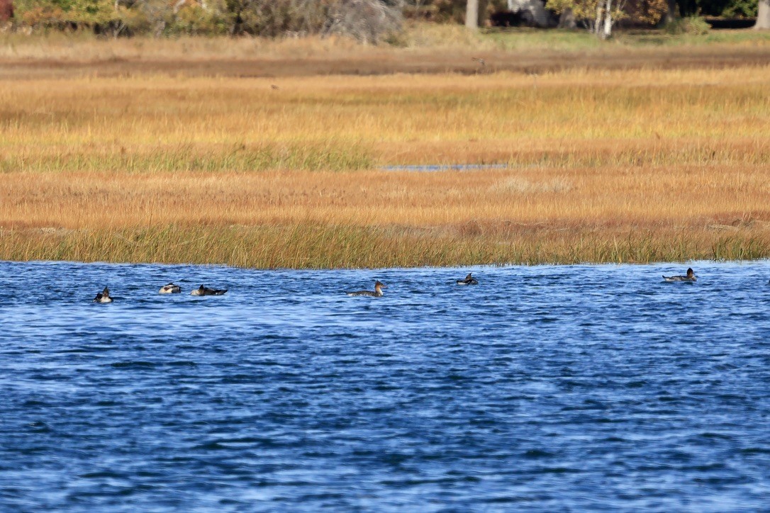 Red-breasted Merganser - ML645856249