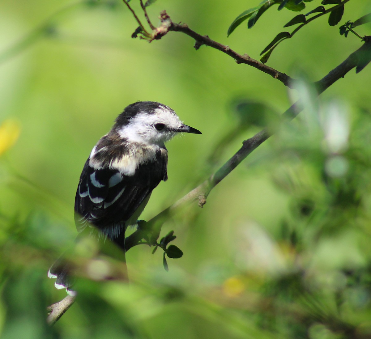 Pied Water-Tyrant - ML645856251