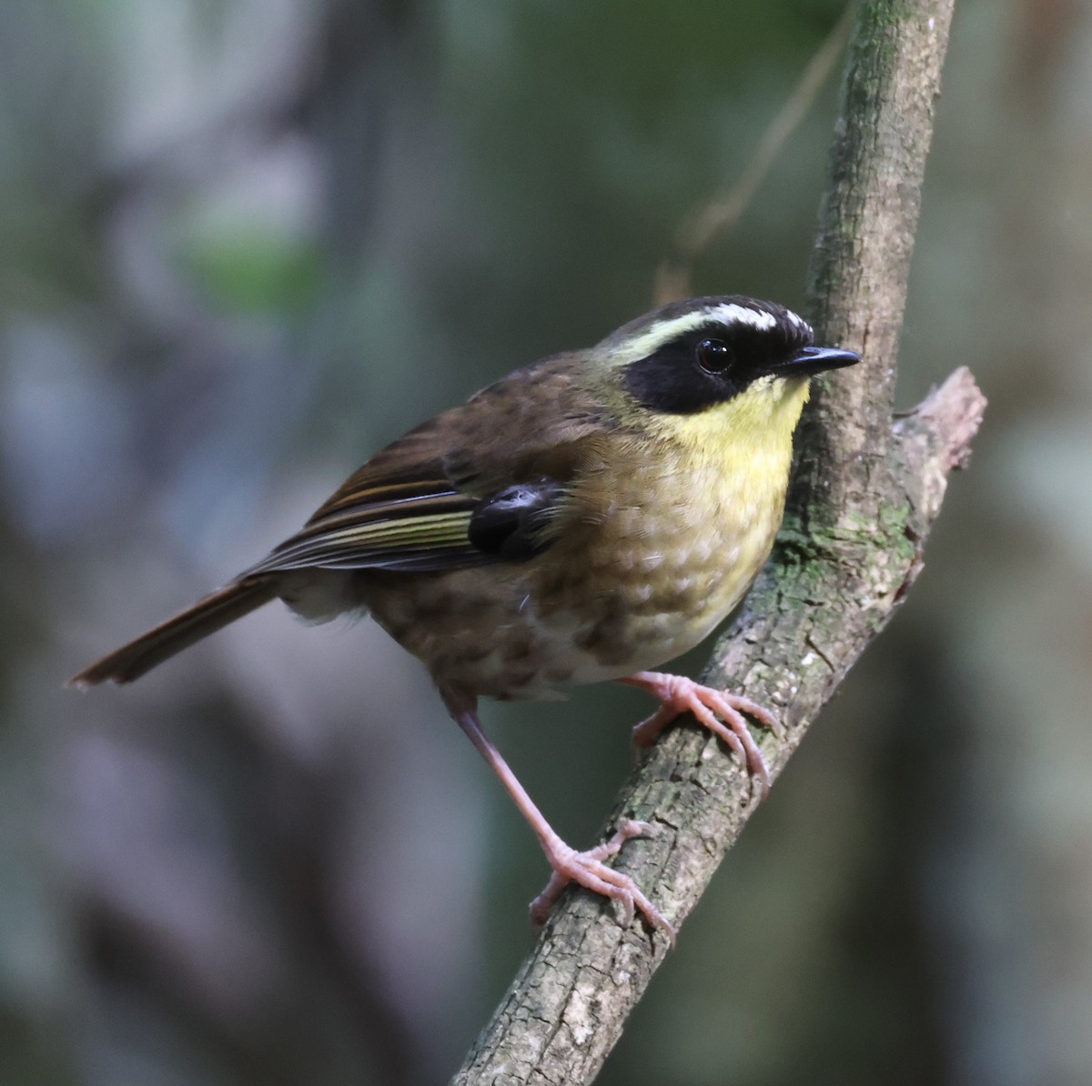 Yellow-throated Scrubwren - ML645856252