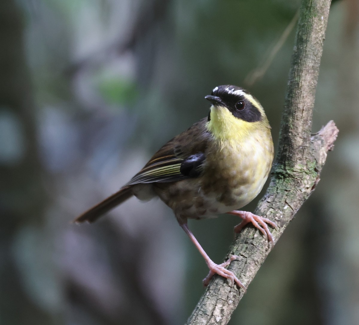 Yellow-throated Scrubwren - ML645856254