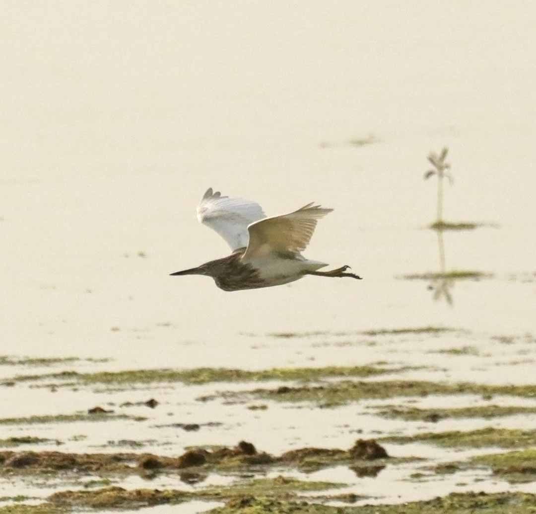 Indian Pond-Heron - ML645856259