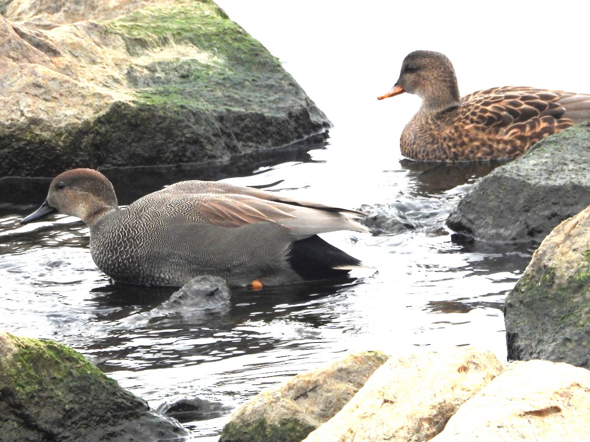 Boz Ördek - ML645856264