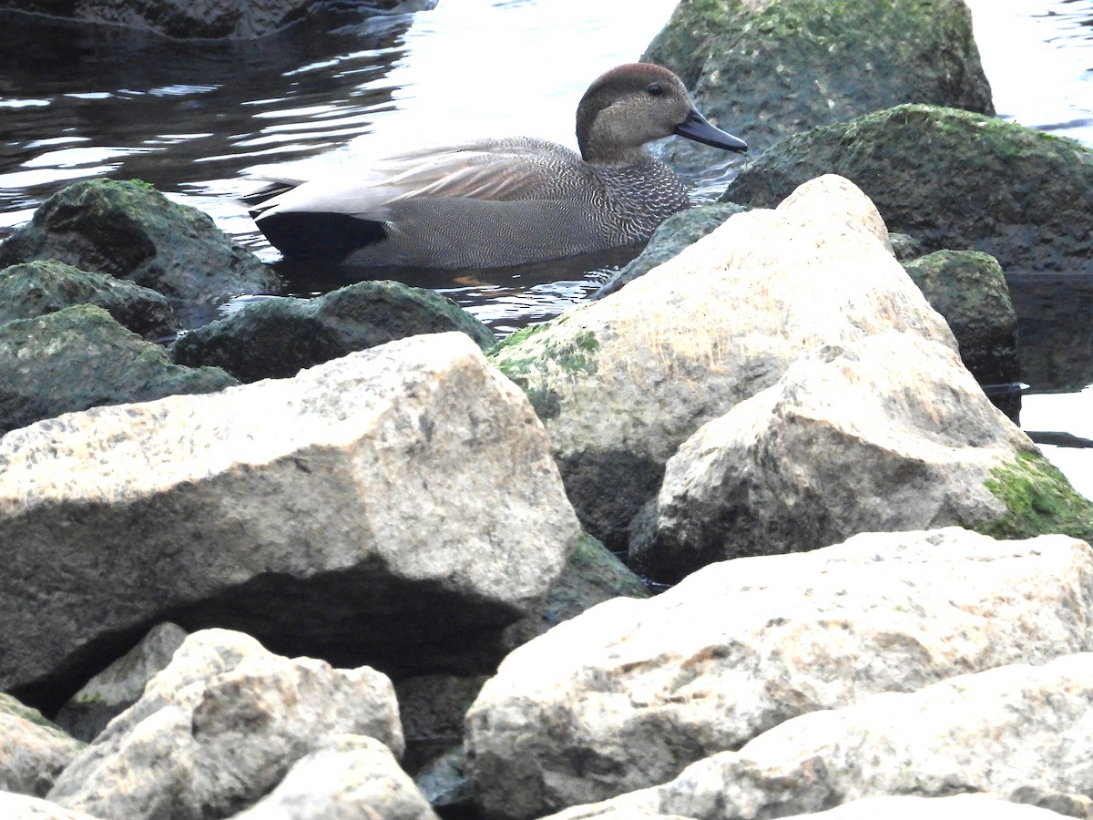 Boz Ördek - ML645856265