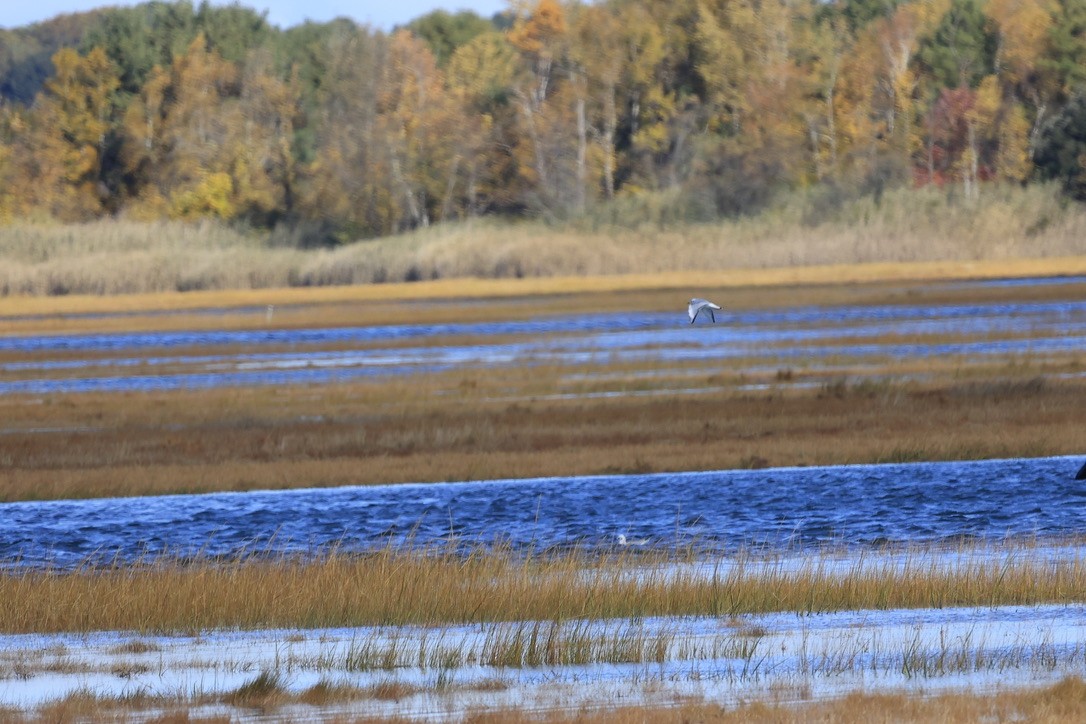 Bonaparte's Gull - ML645856267