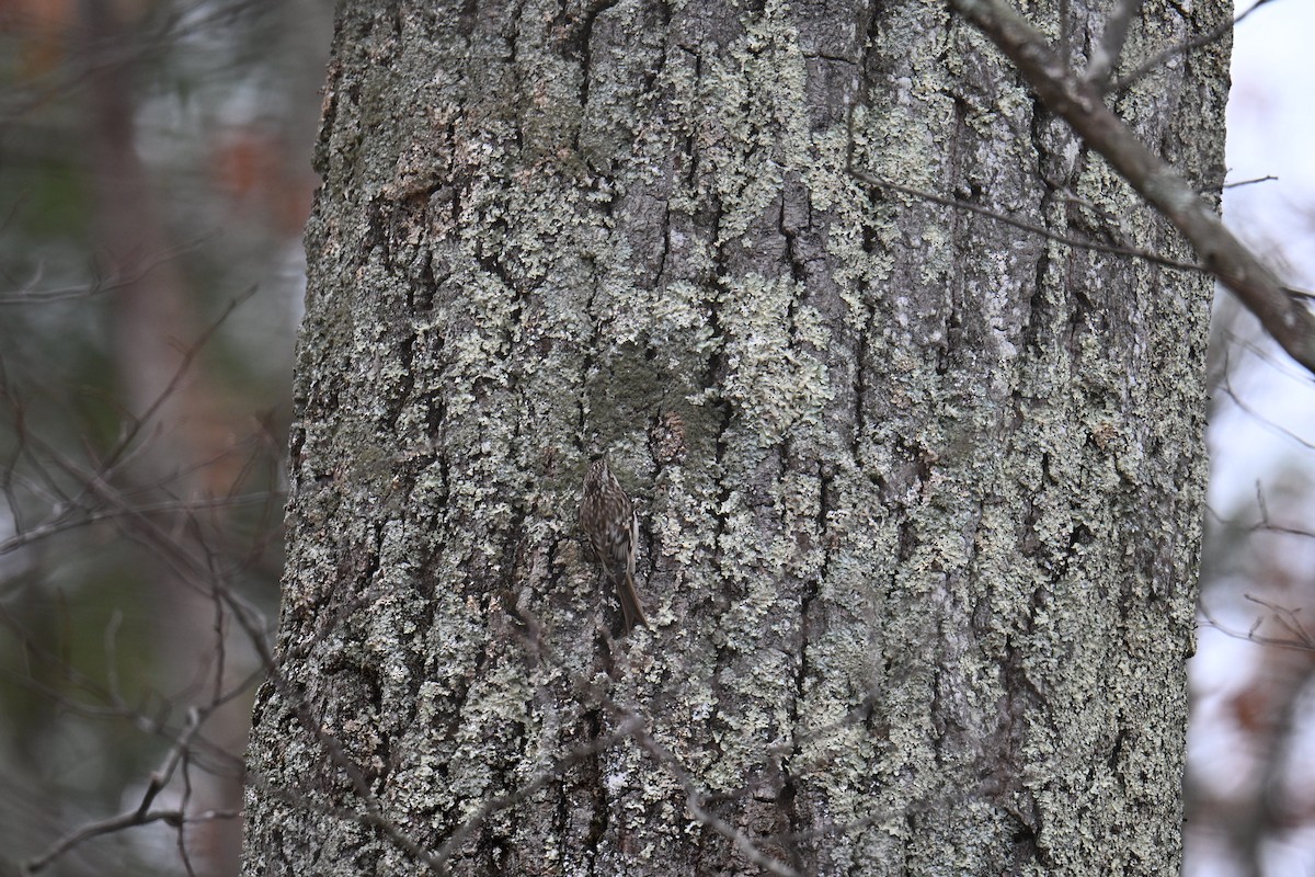 Brown Creeper - ML645856269
