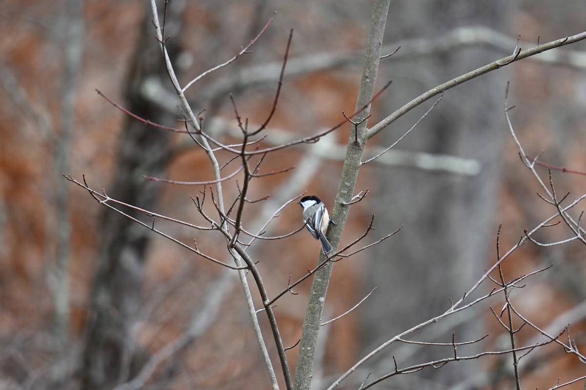 Black-capped Chickadee - ML645856271