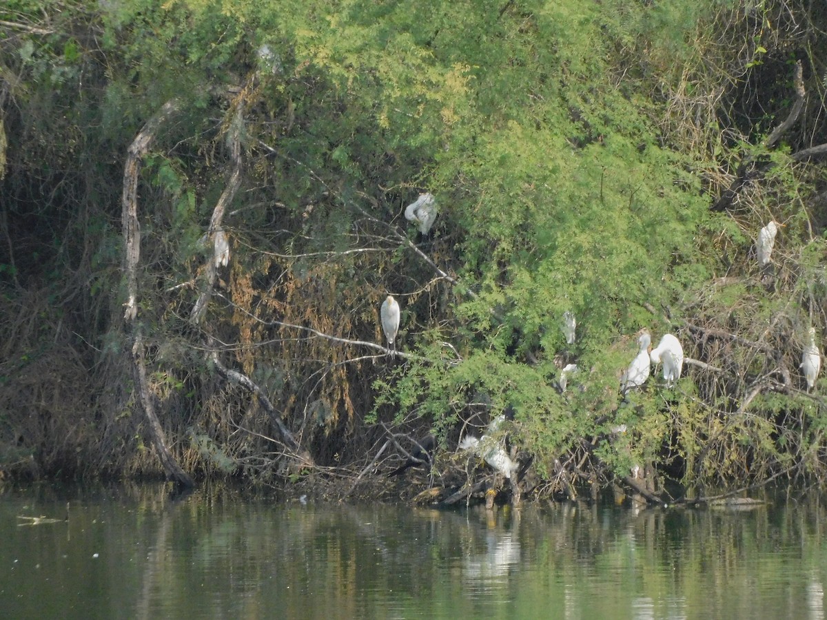 Western Cattle-Egret - ML645856272
