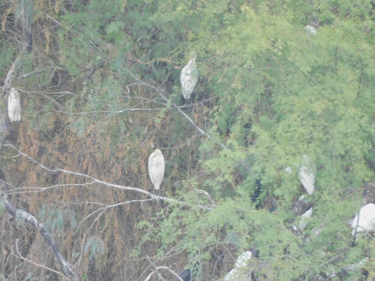 Western Cattle-Egret - ML645856273