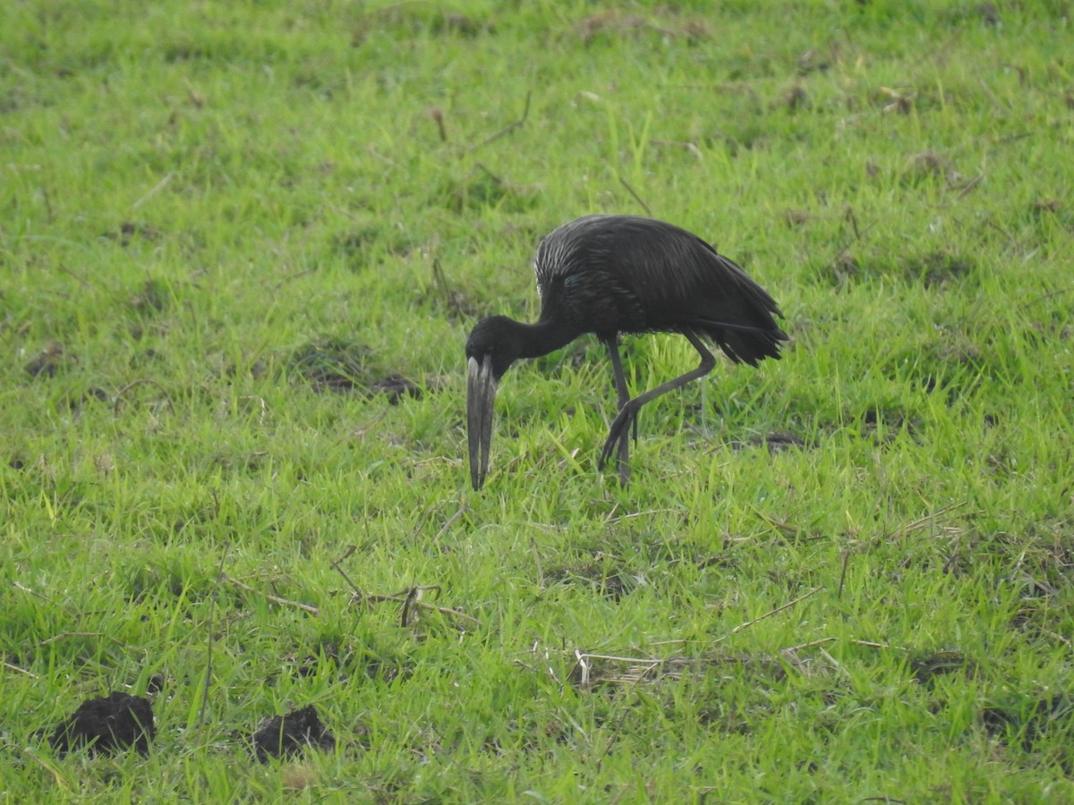 Matxardamoko beltza - ML645856274