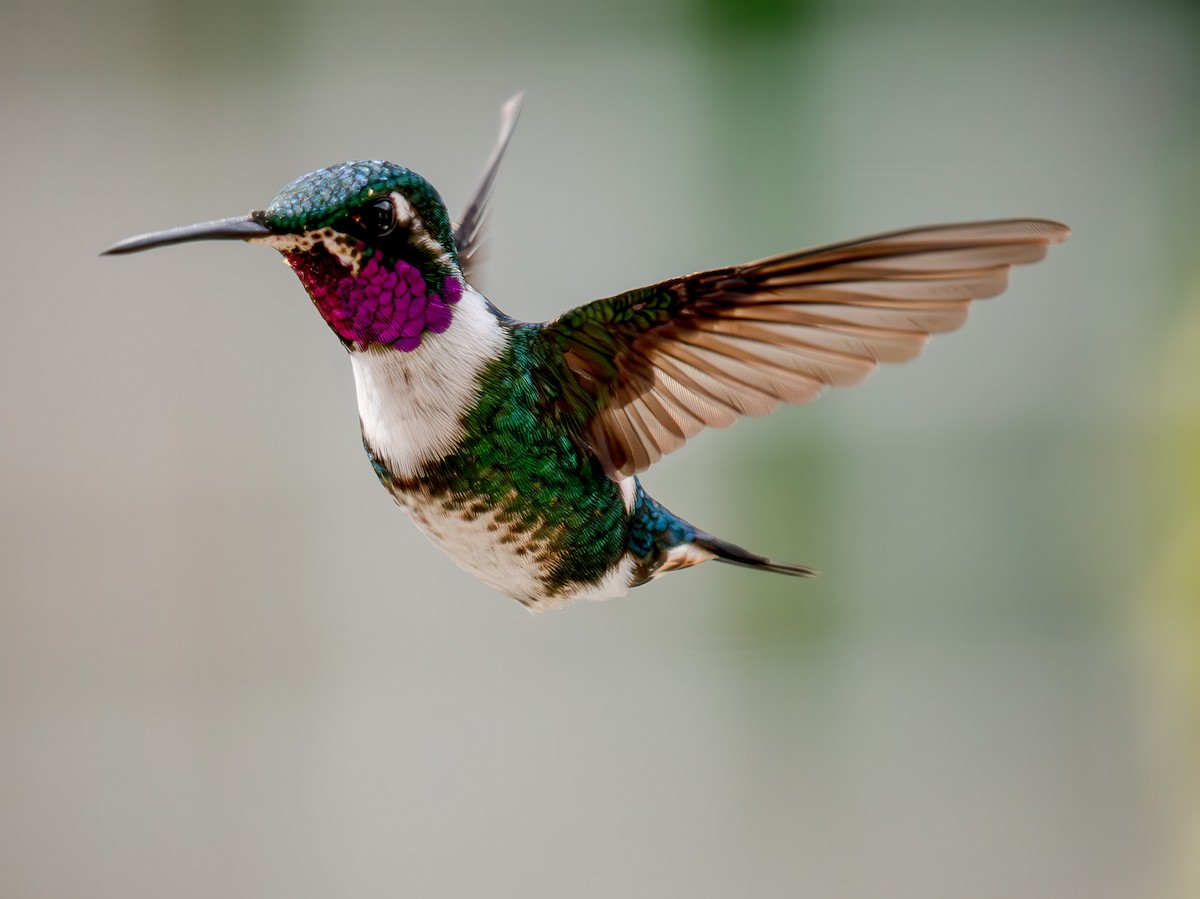 hvitbukkolibri - ML645856275