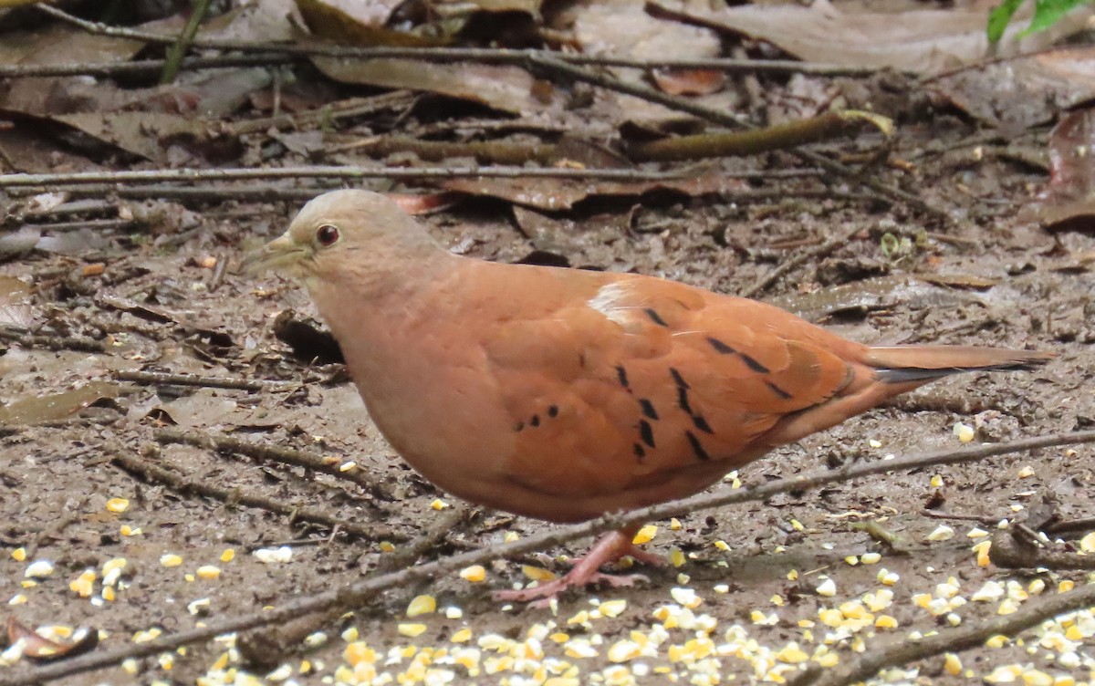 Ruddy Ground Dove - ML645856280