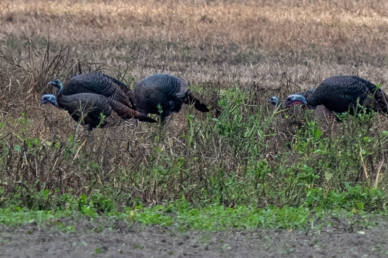 Wild Turkey - ML645856284