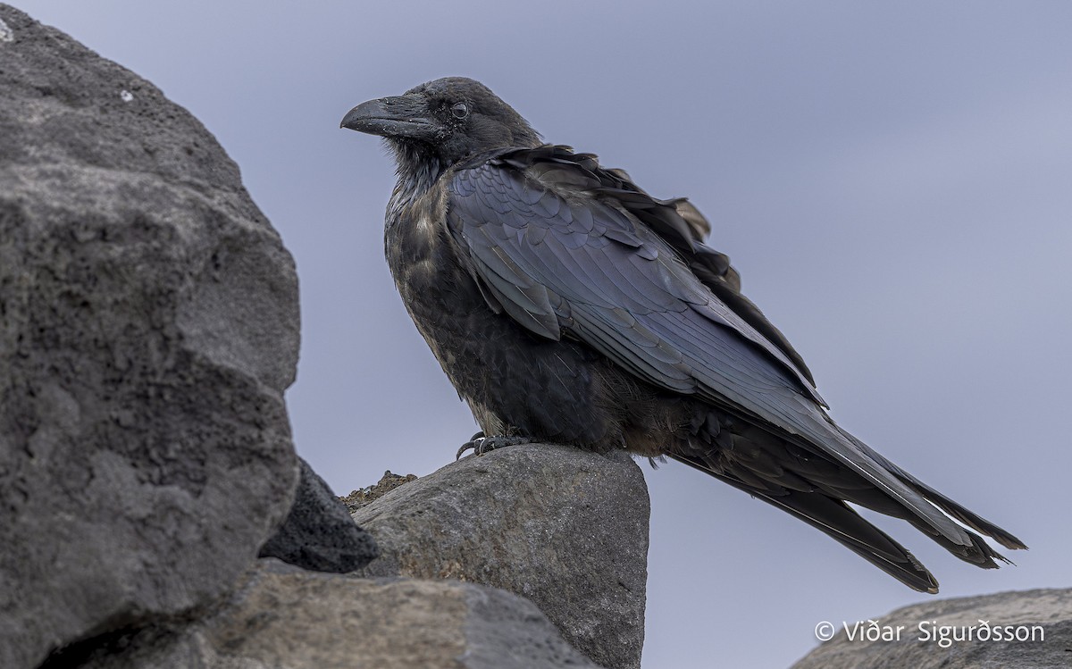 Common Raven - ML645856285