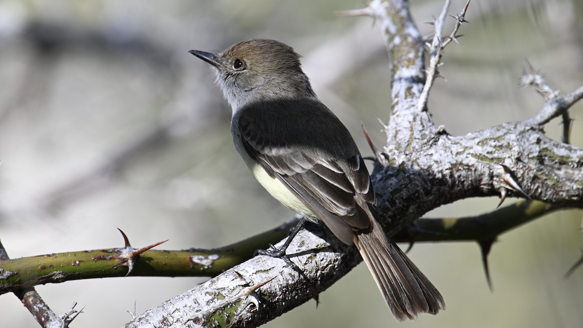 Галапагосский миарх - ML645856286