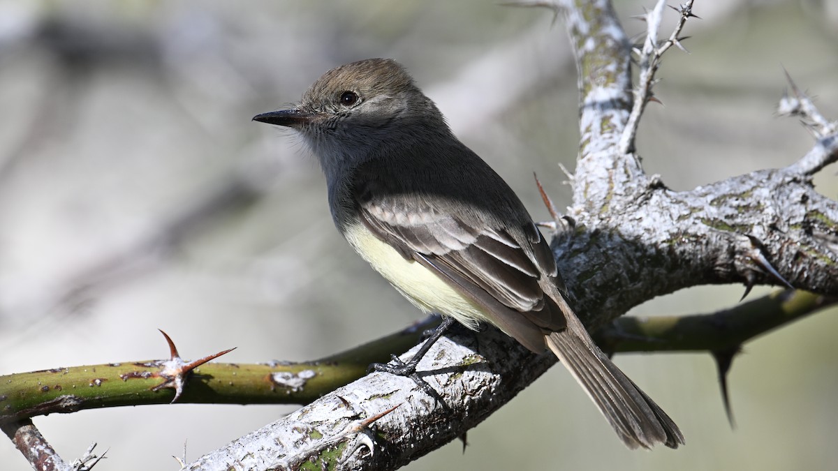 Галапагосский миарх - ML645856292