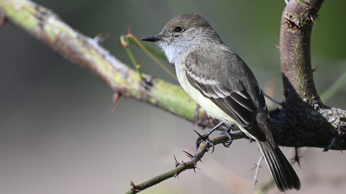 Галапагосский миарх - ML645856298