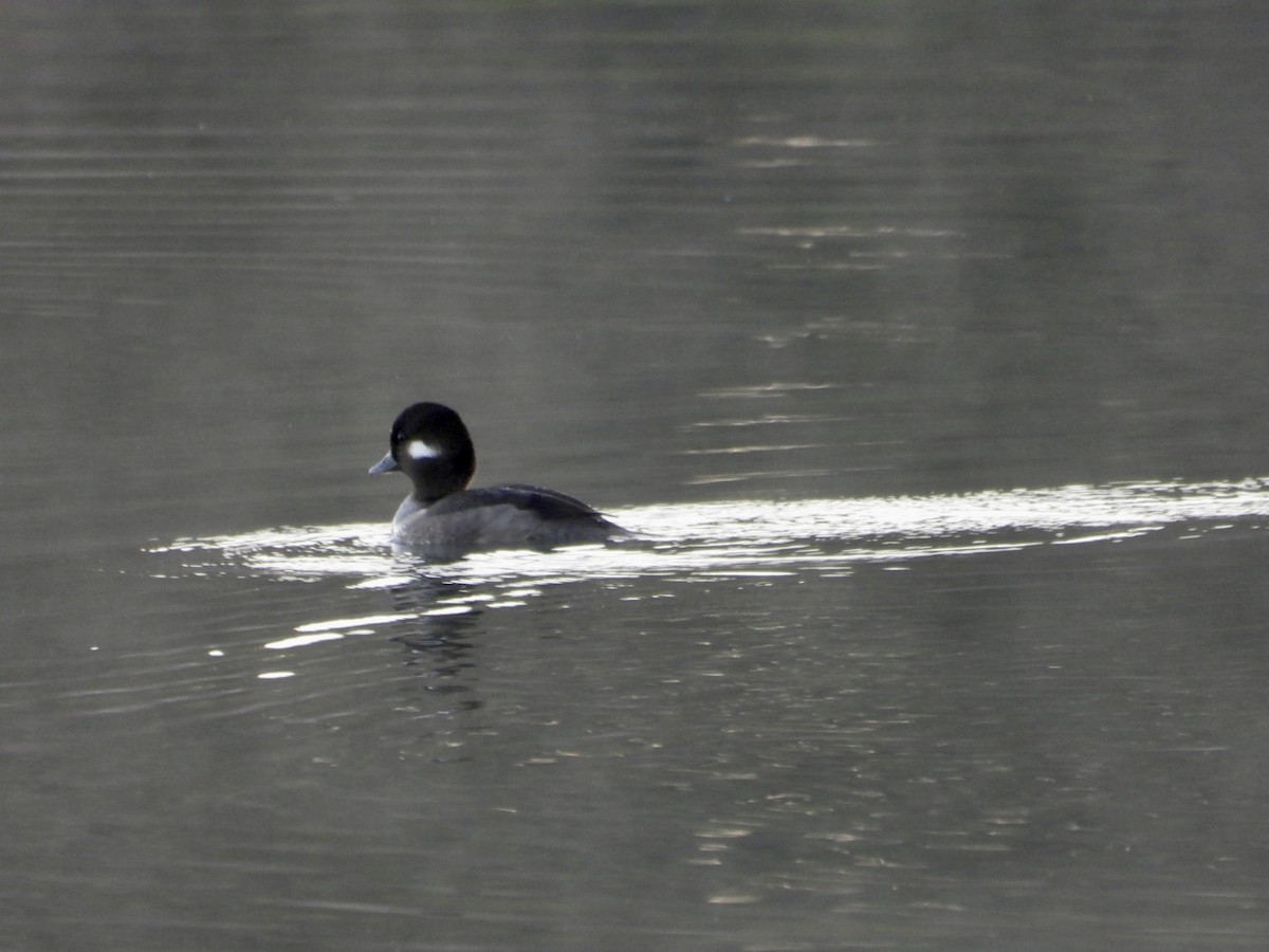 Porrón Albeola - ML645856300