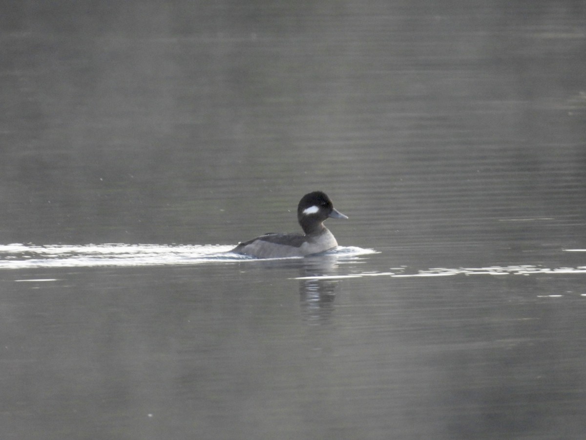 Porrón Albeola - ML645856301