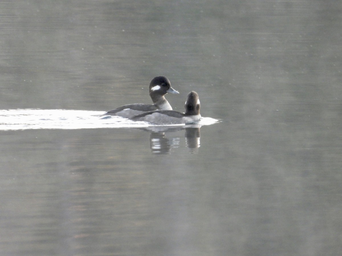 Porrón Albeola - ML645856302