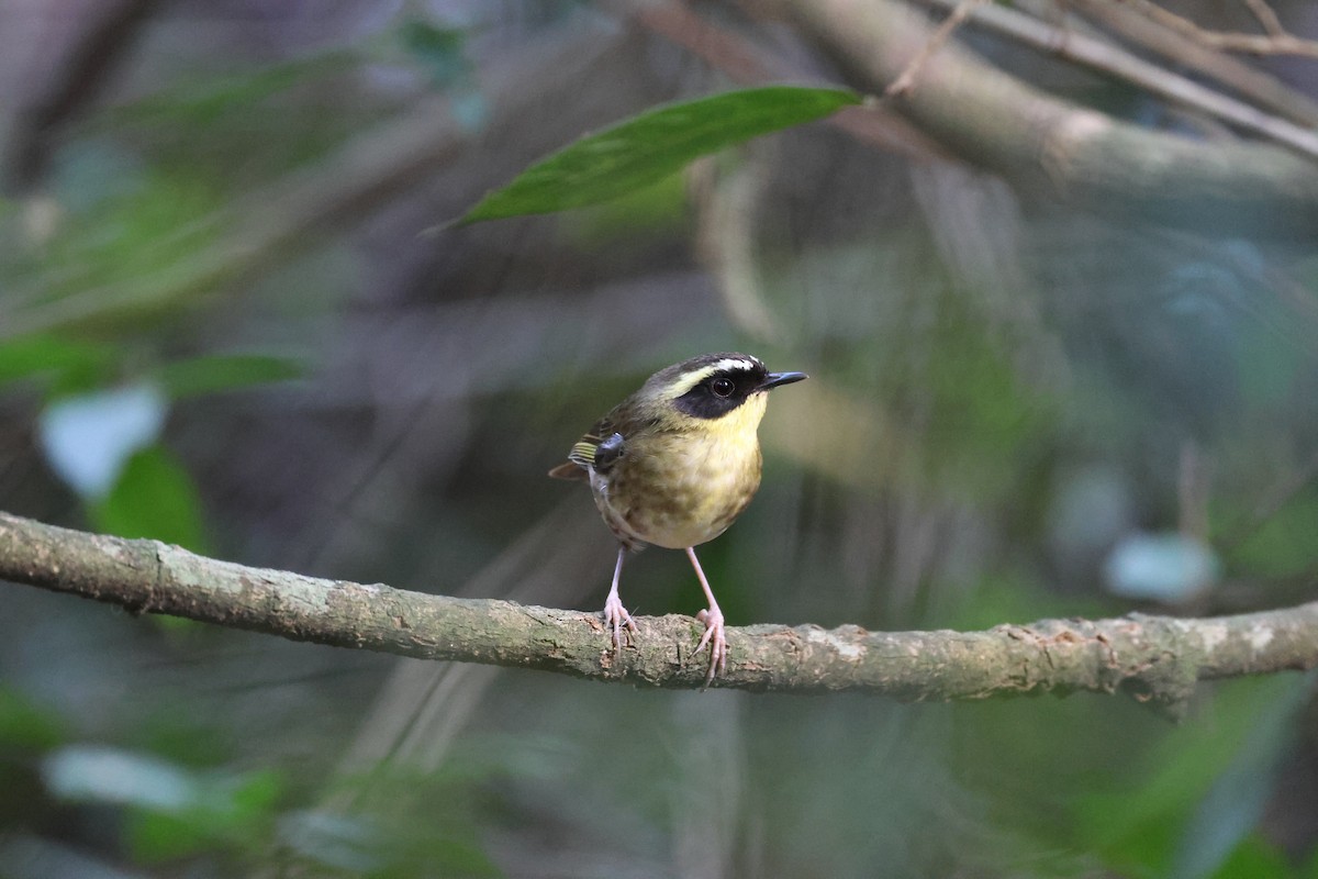 Yellow-throated Scrubwren - ML645856306