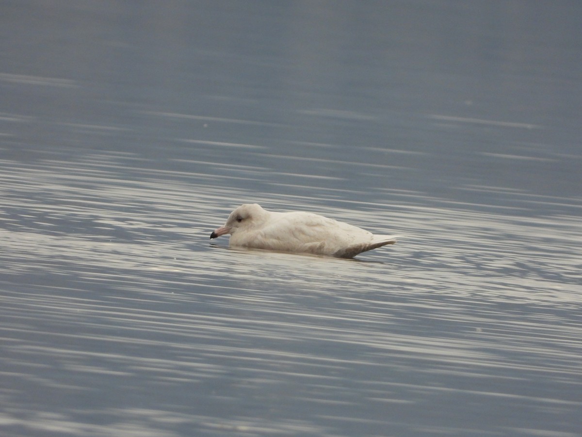 Gavión Hiperbóreo - ML645856309