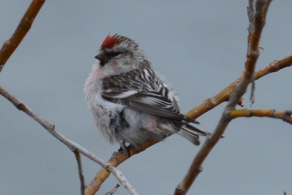 Redpoll (Hoary) - ML645856311