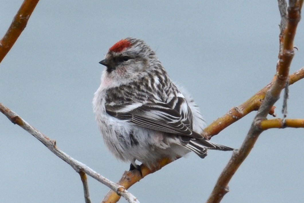 Redpoll (Hoary) - ML645856312