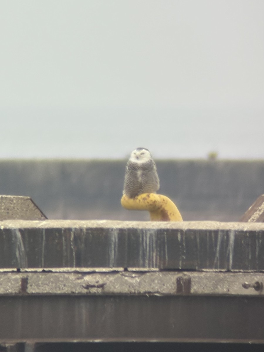 Snowy Owl - ML645856315