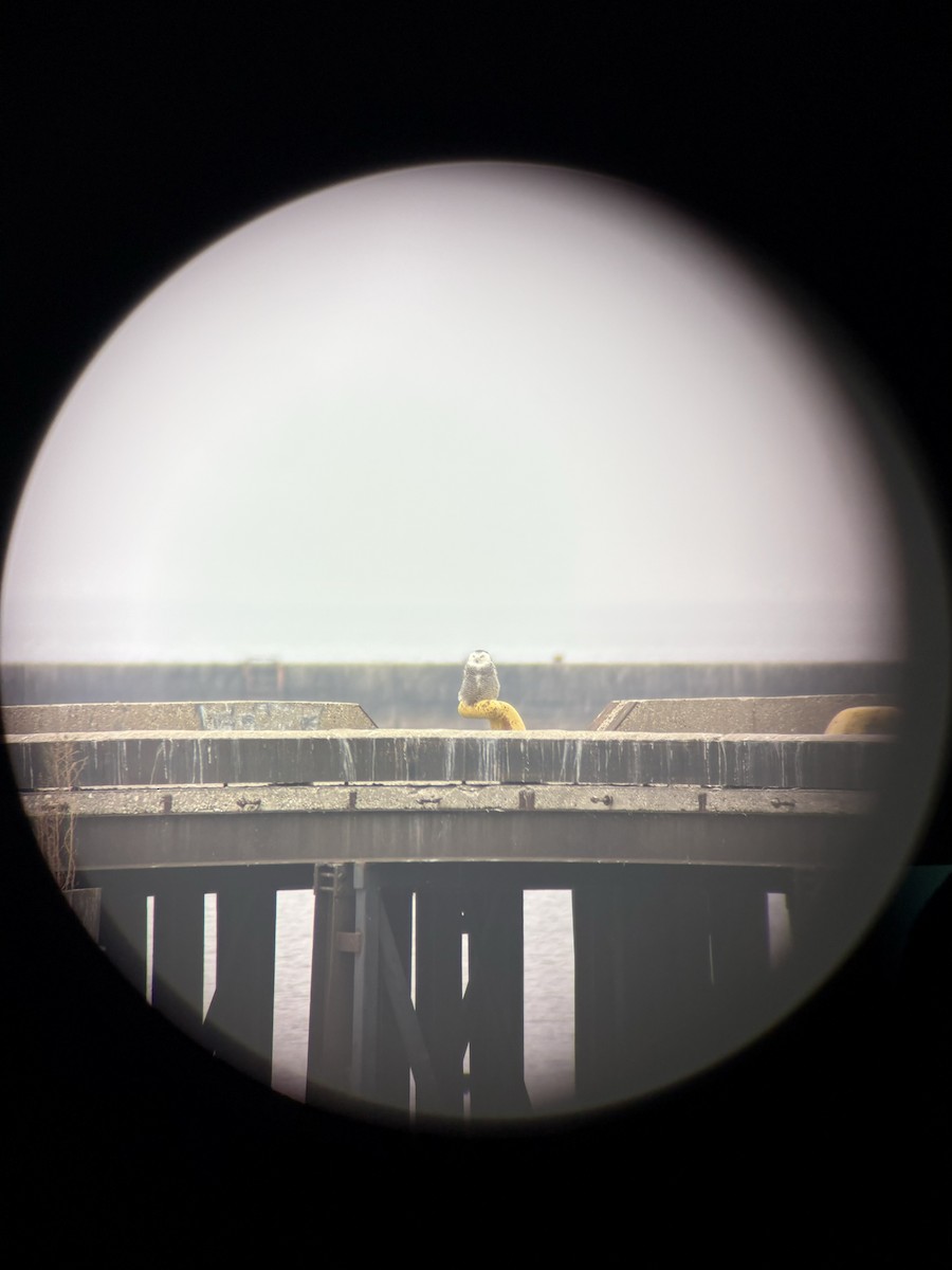 Snowy Owl - ML645856316