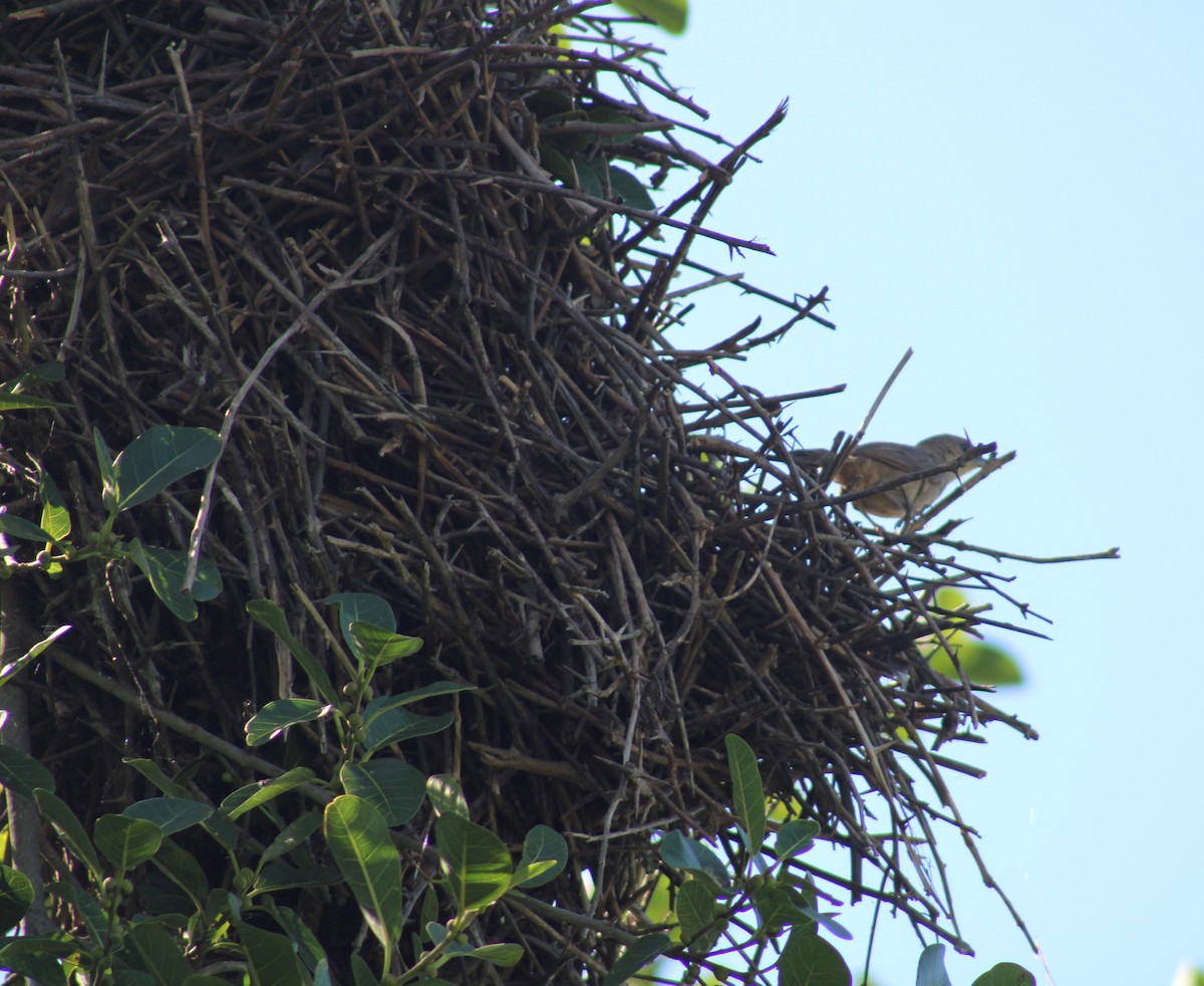 Plain Thornbird - ML645856317