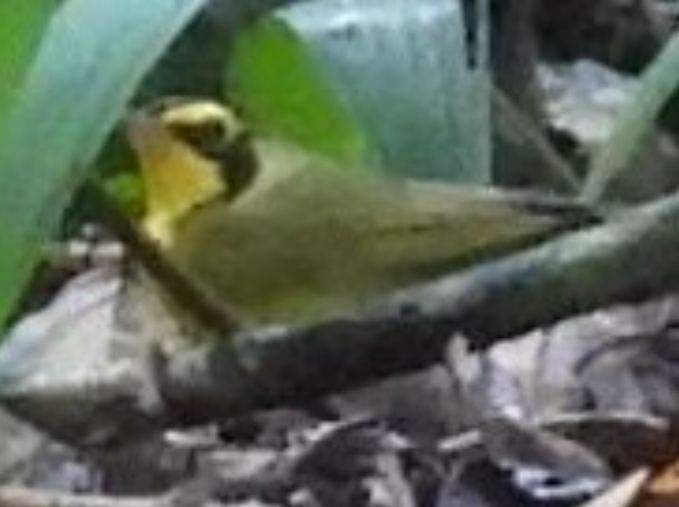 Reinita de Kentucky - ML645856321