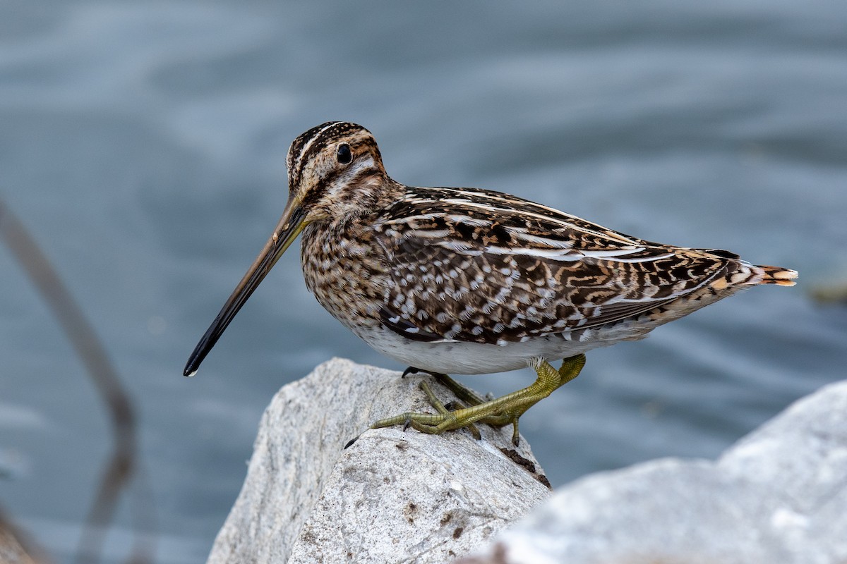 Wilson's Snipe - ML645856343