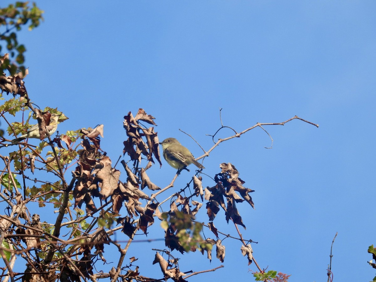 Mosquero Fibí - ML645856348