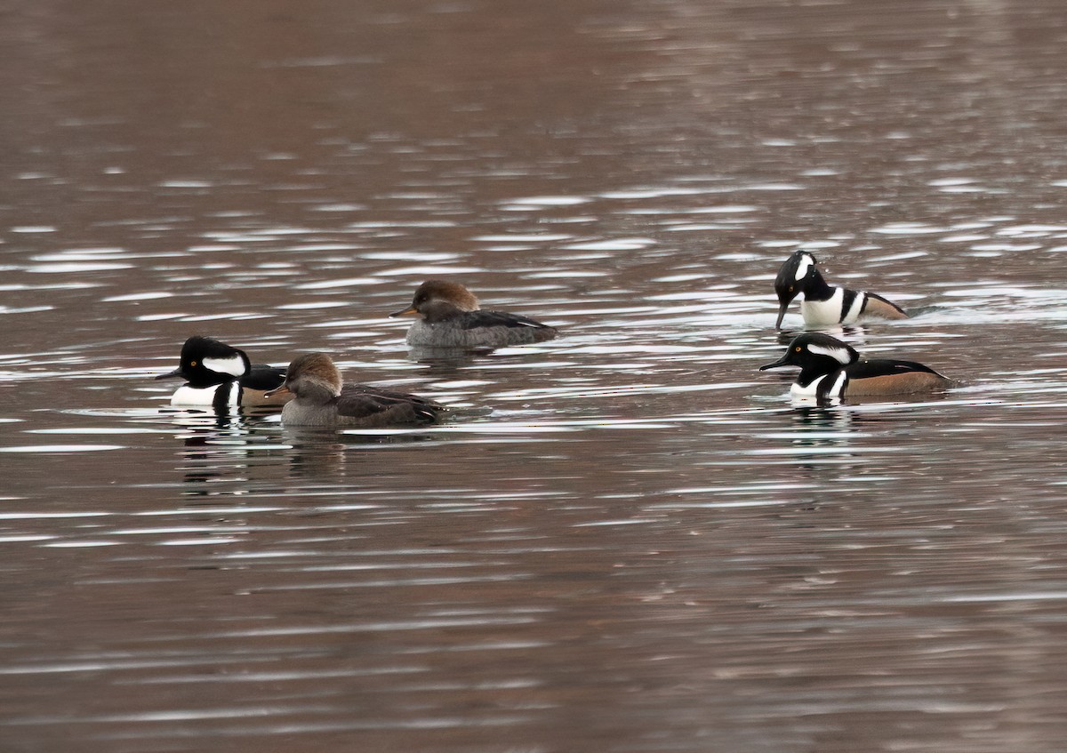 Hooded Merganser - ML645856349